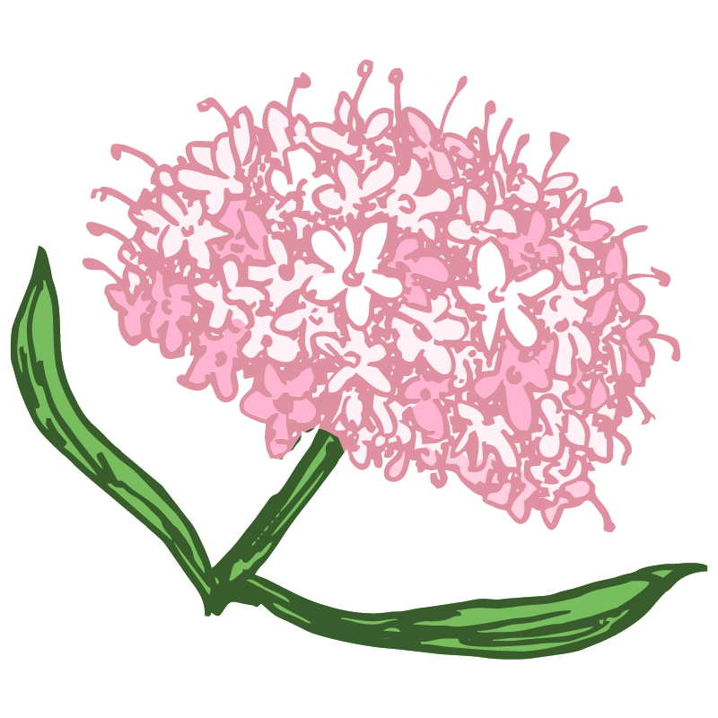 valeriana gráfica