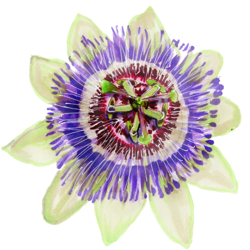 pasiflora gráfica